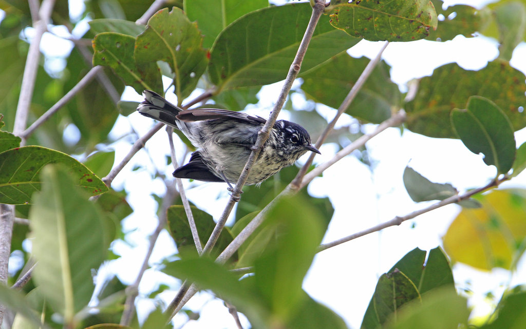 Elfin Woods Warbler reference