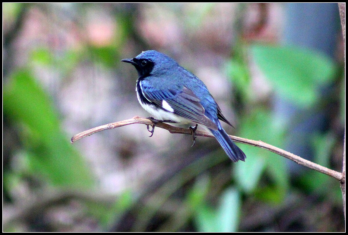 Black-throated Blue Warbler reference