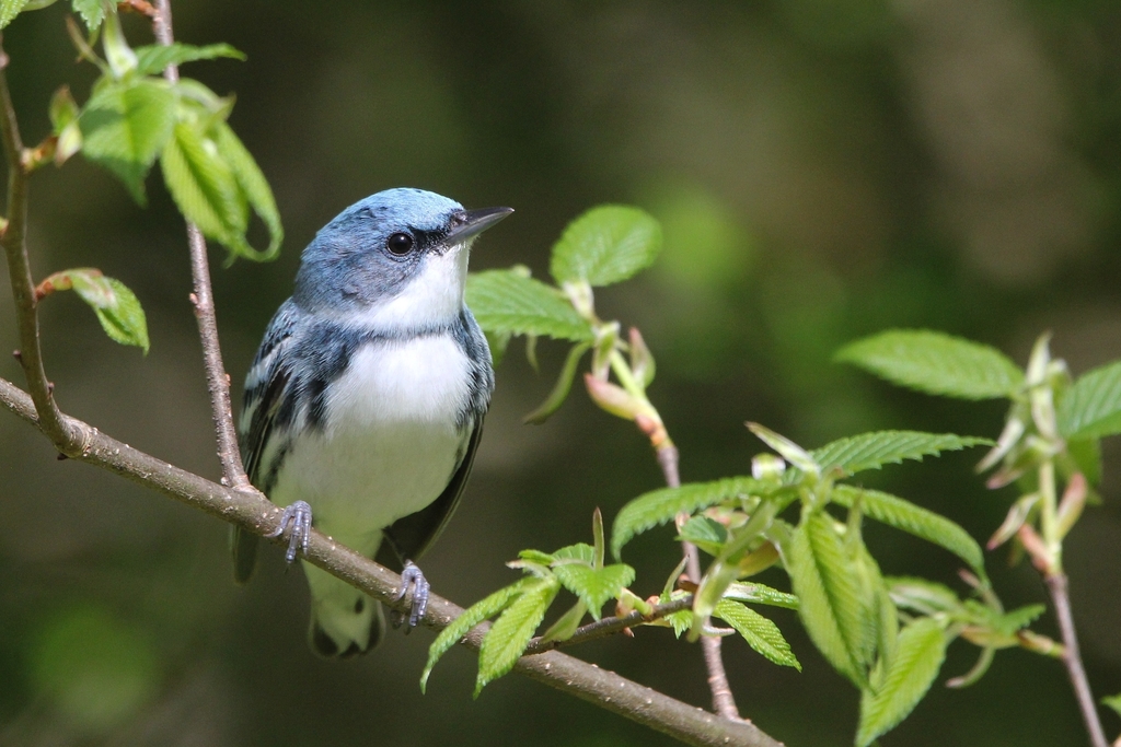 Cerulean Warbler reference