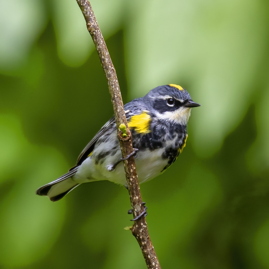 Yellow-rumped Warbler reference