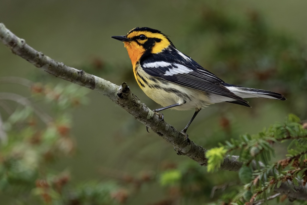 Blackburnian Warbler reference