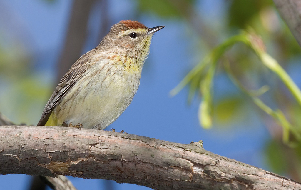 Palm Warbler reference