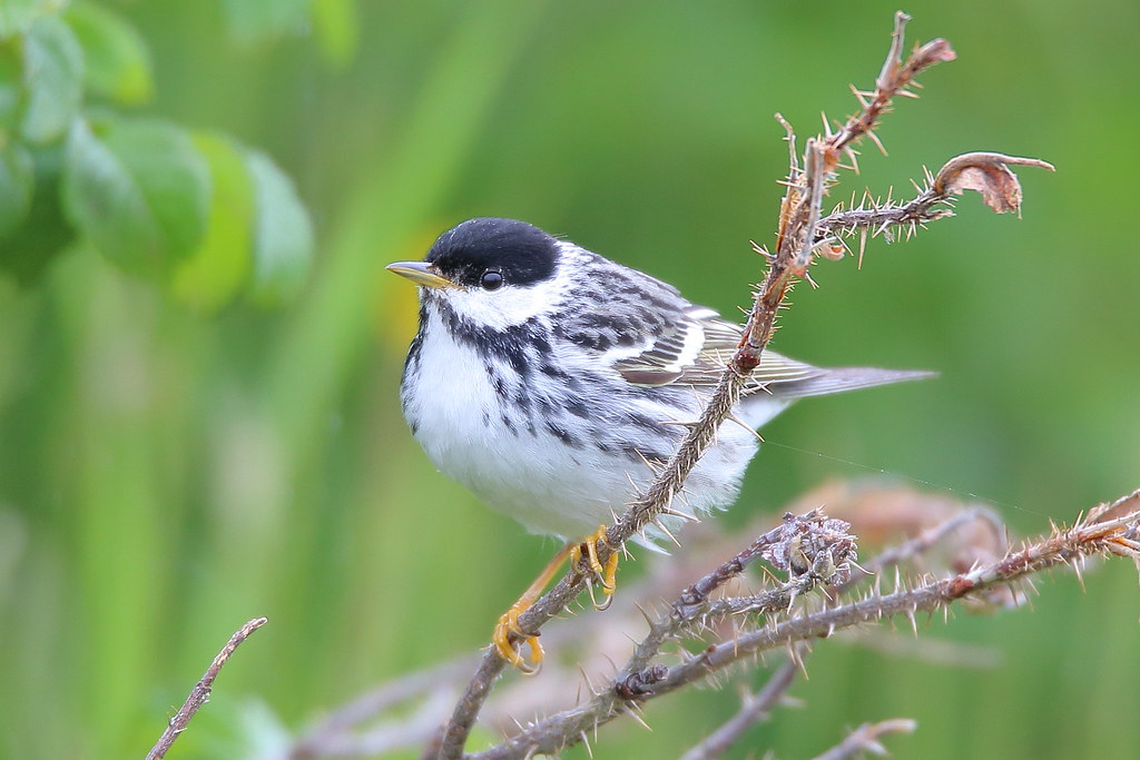 Blackpoll Warbler reference