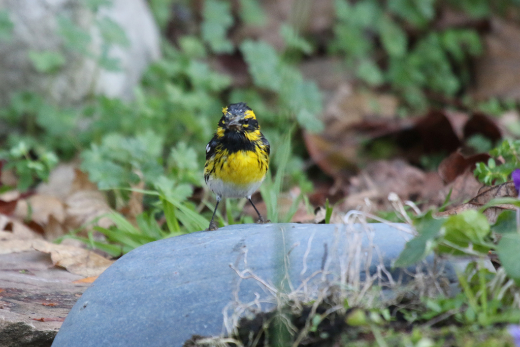 Townsend's Warbler reference