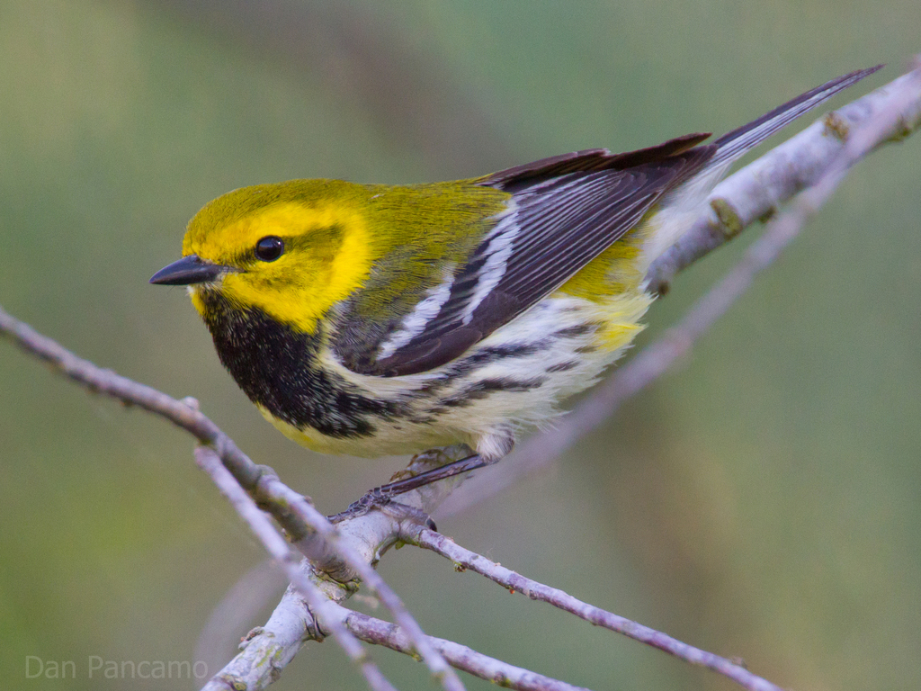 Black-throated Green Warbler reference