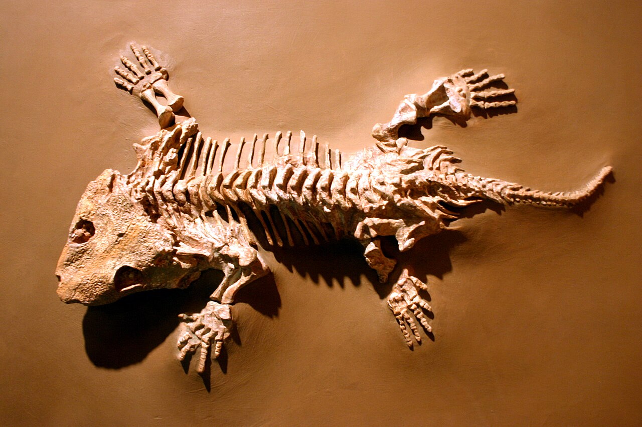 Seymouria baylorensis reference