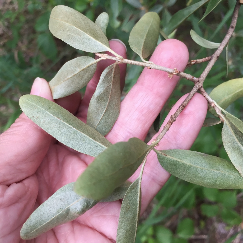 silver buffaloberry reference