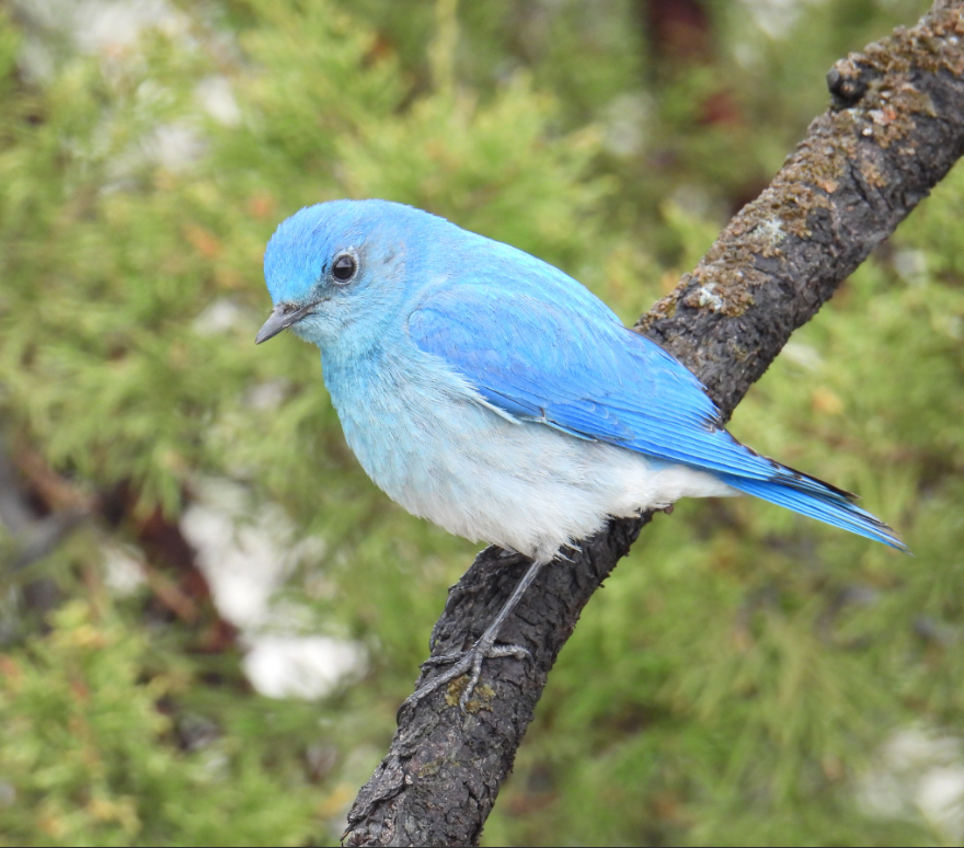 Mountain Bluebird reference