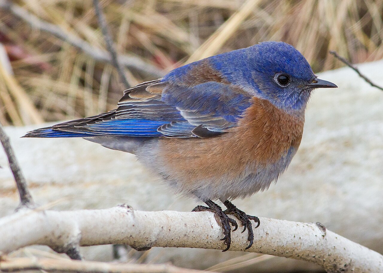 Western Bluebird reference