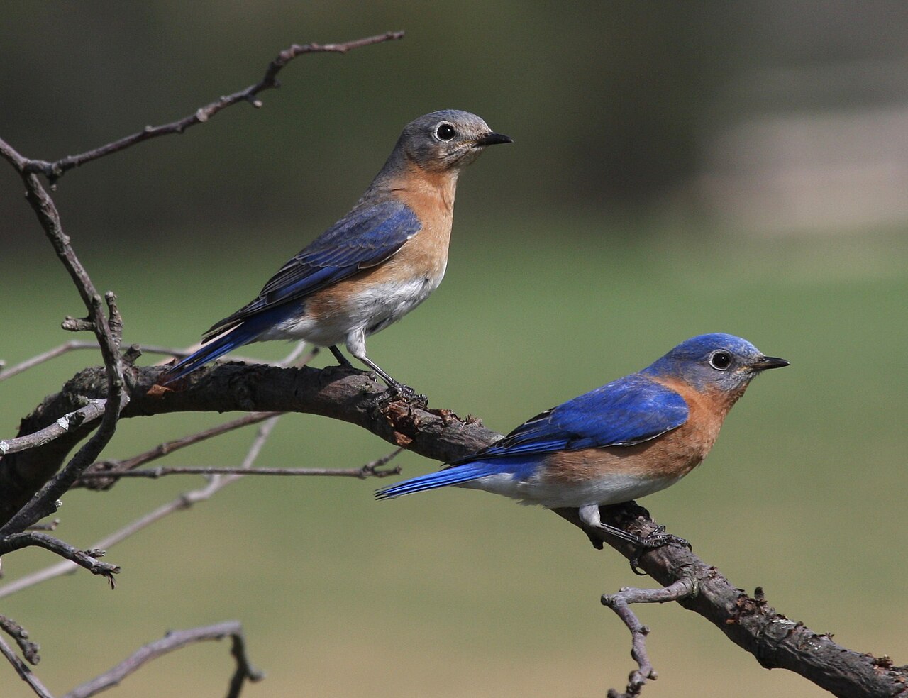 Eastern Bluebird reference