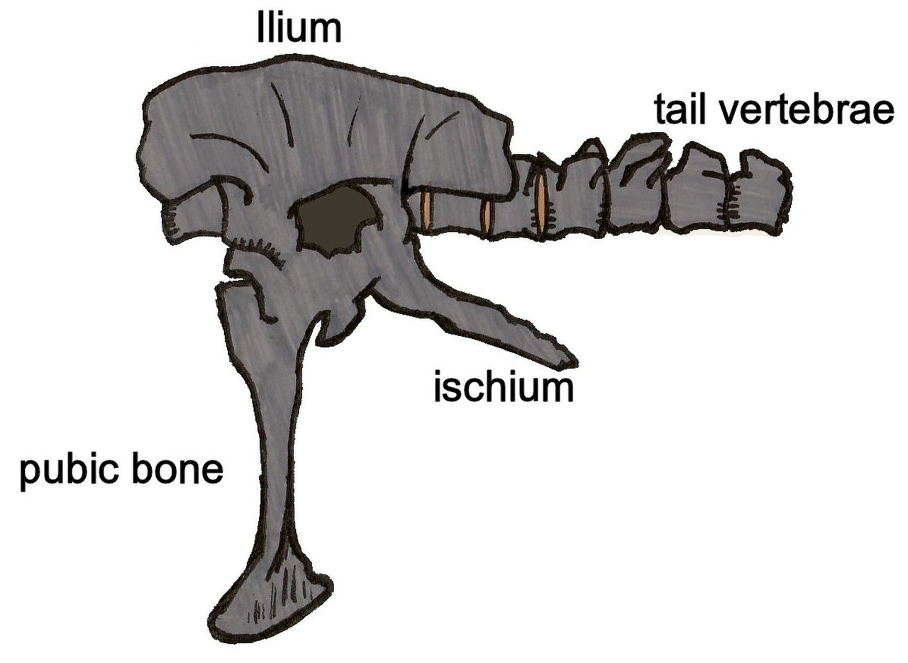 Siamotyrannus isanensis reference