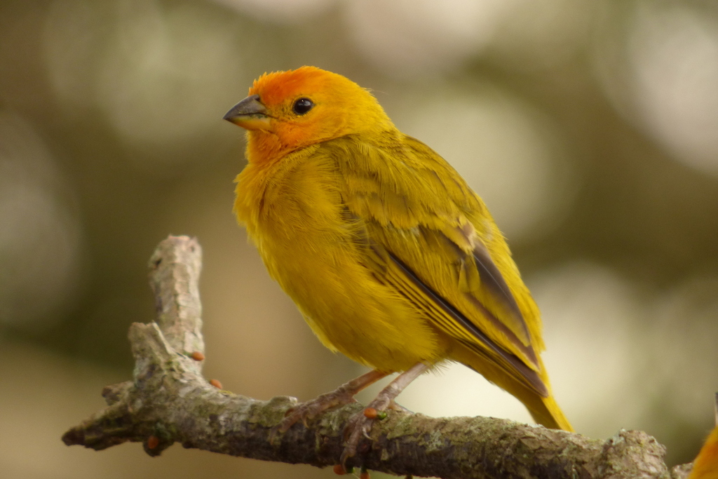 Saffron Finch reference