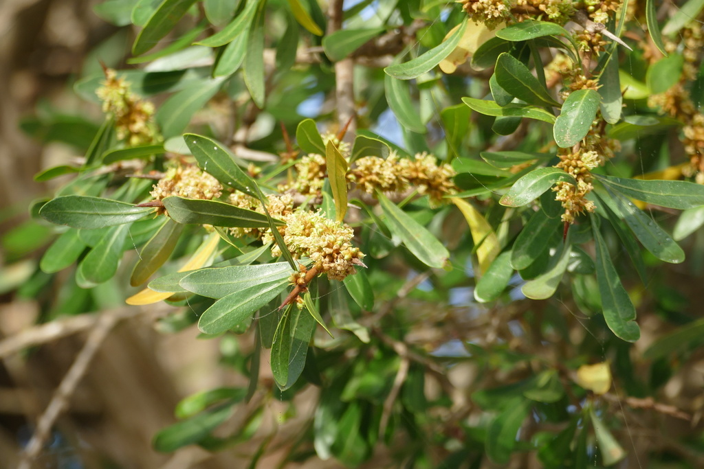 Argan Tree reference