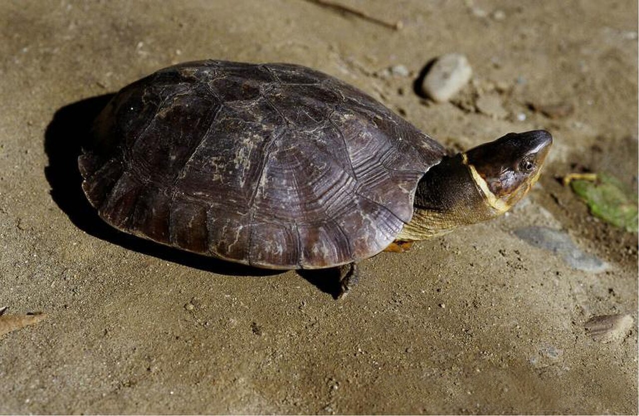 Philippine Forest Turtle reference