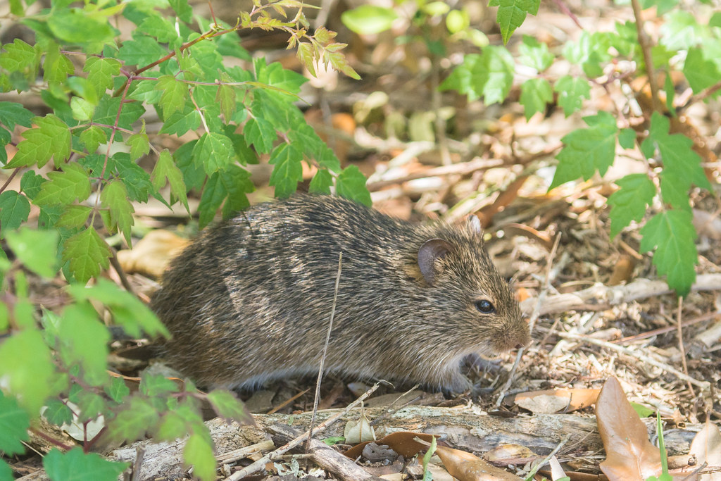 Hispid Cotton Rat reference