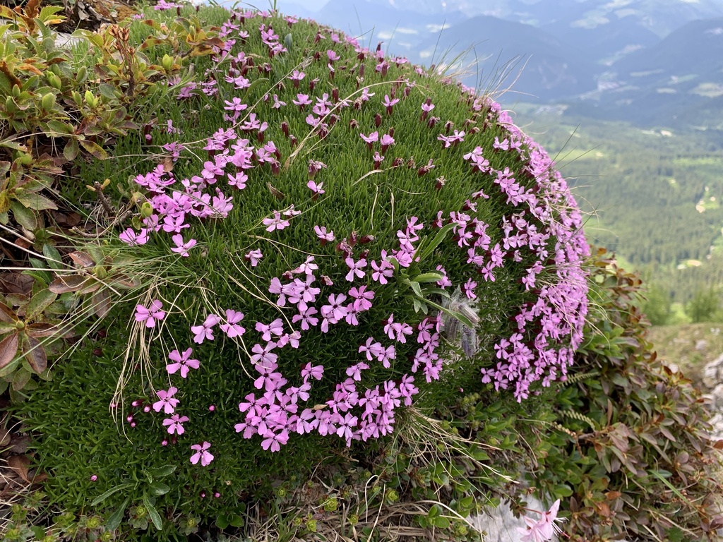 Moss Campion reference