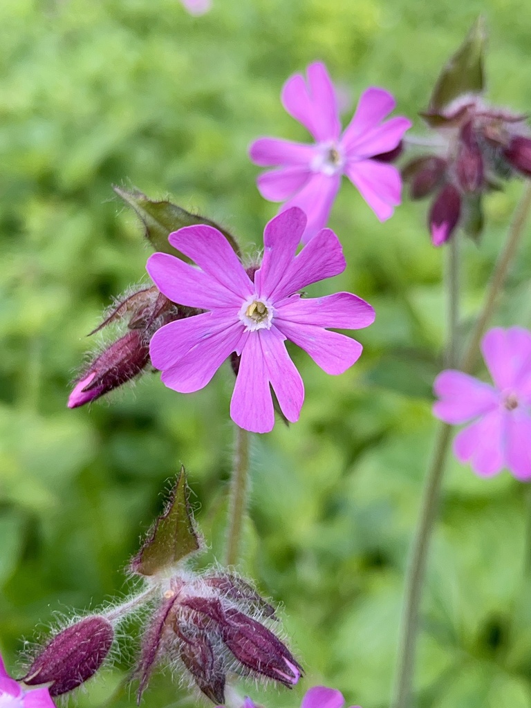 Red Campion reference