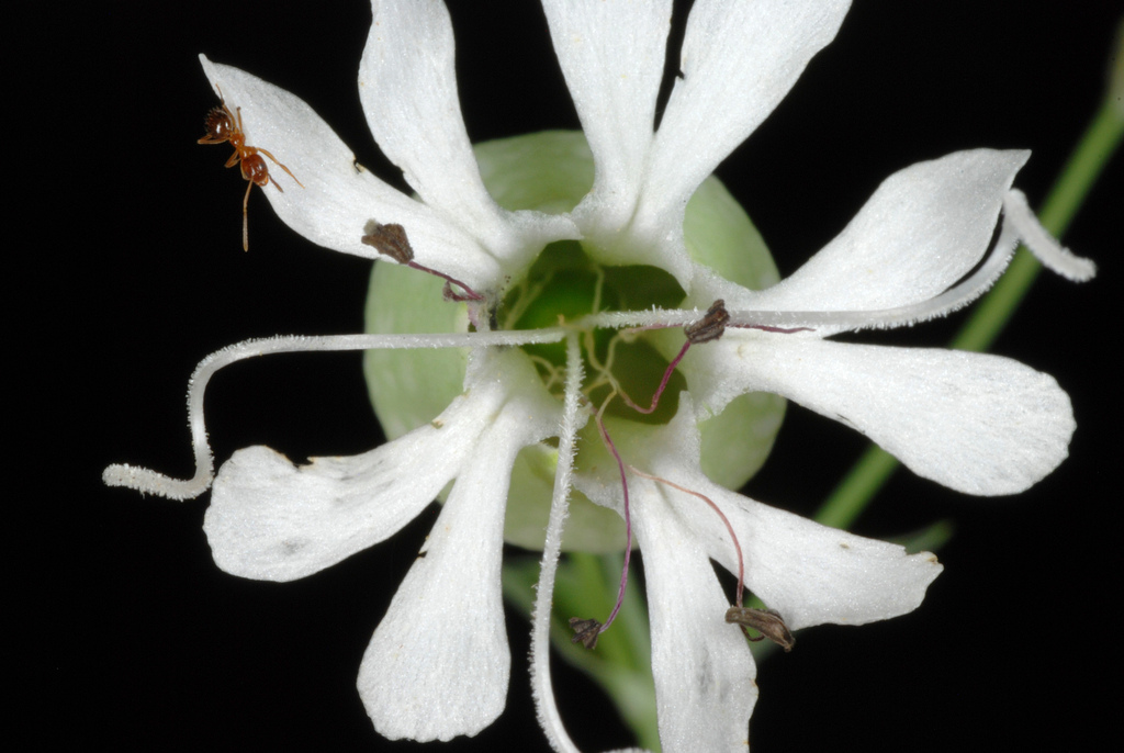 bladder campion reference