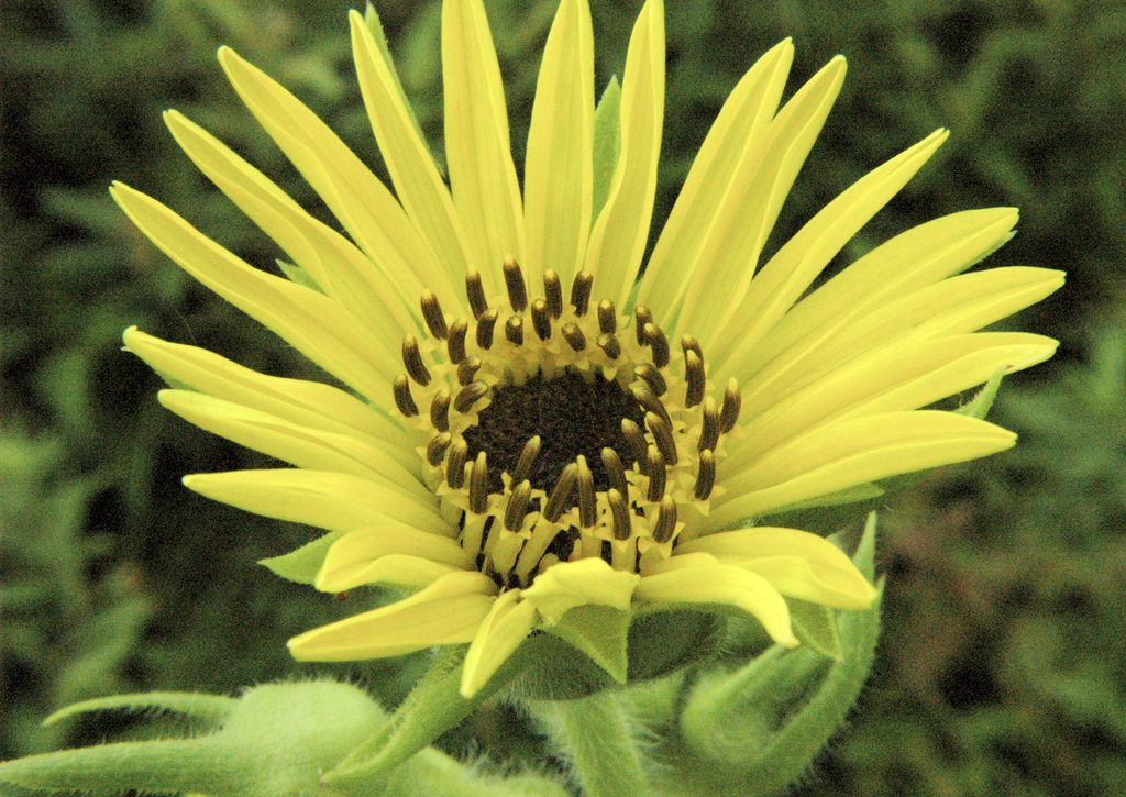 Compass Plant reference