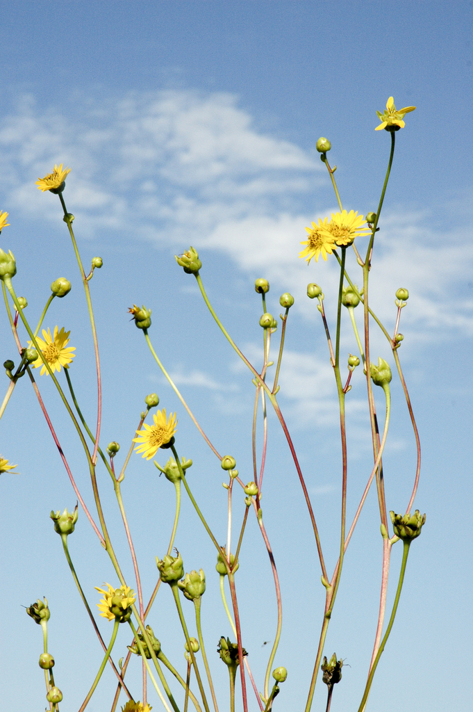 Prairie Dock reference