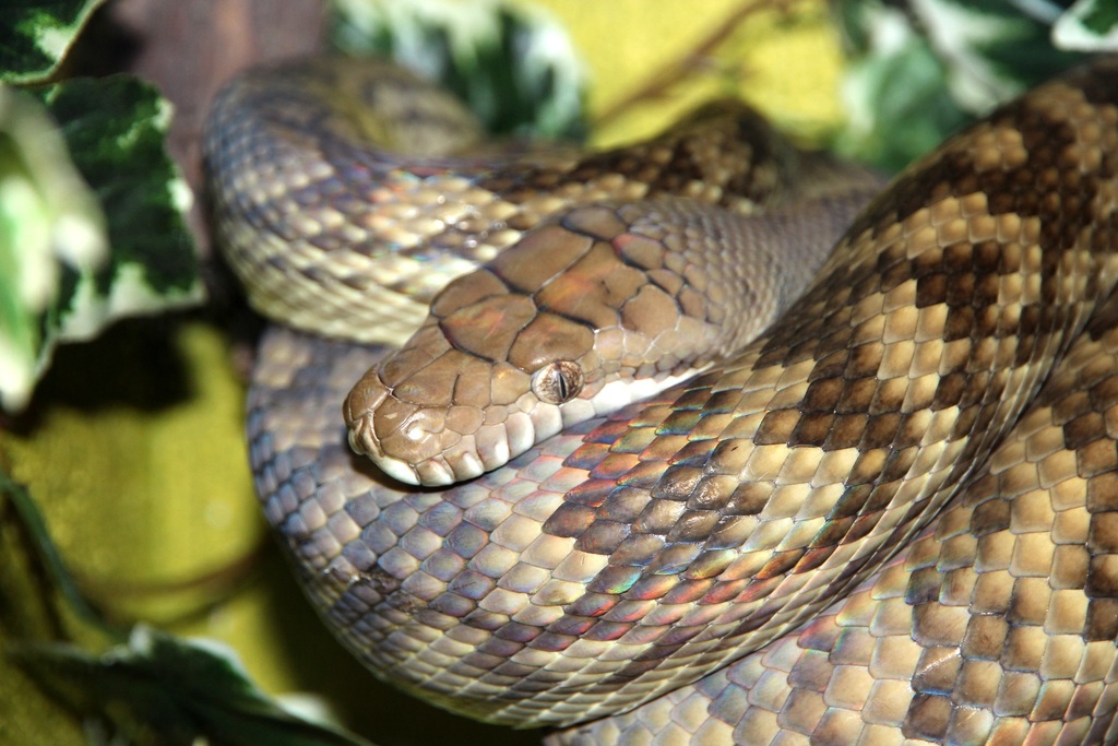 Amethystine Python reference