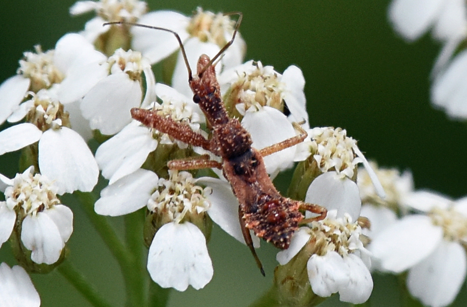 Spined Assassin Bug reference