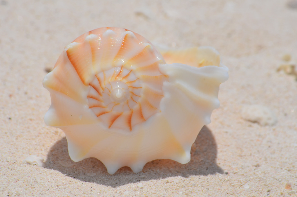 Perverse Lightning Whelk reference