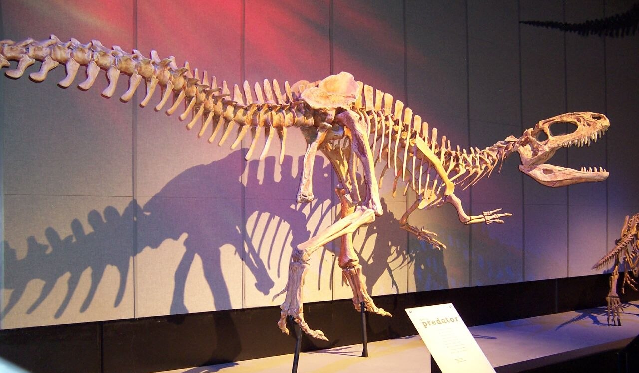 Sinraptor dongi reference