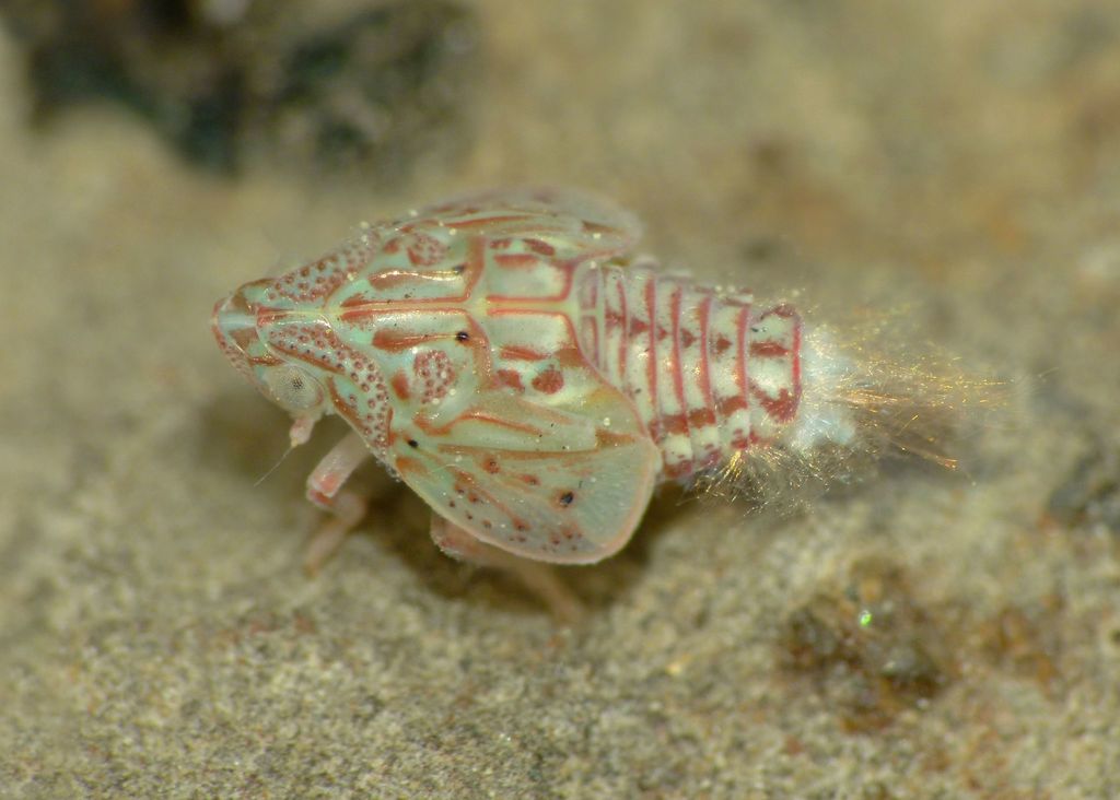 Torpedo Bug reference