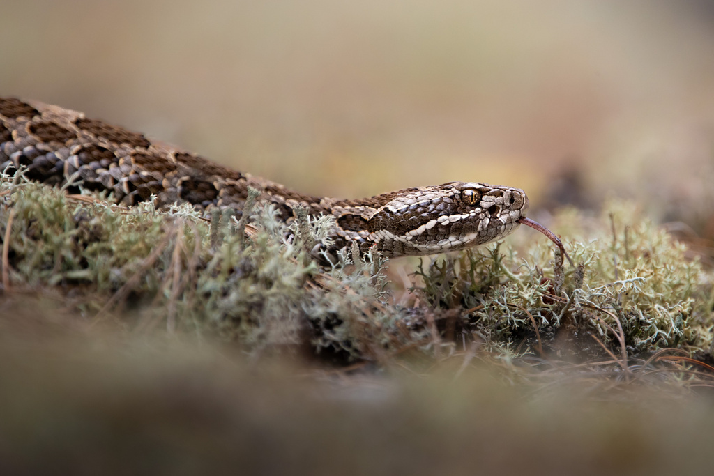 Eastern Massasauga reference