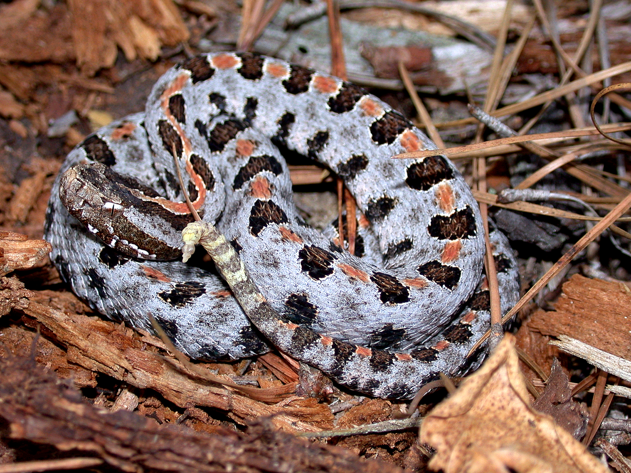 Pygmy Rattlesnake reference