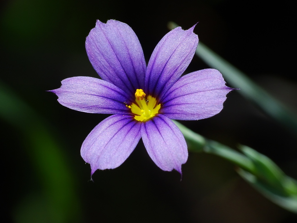 Western Blue-eyed Grass reference