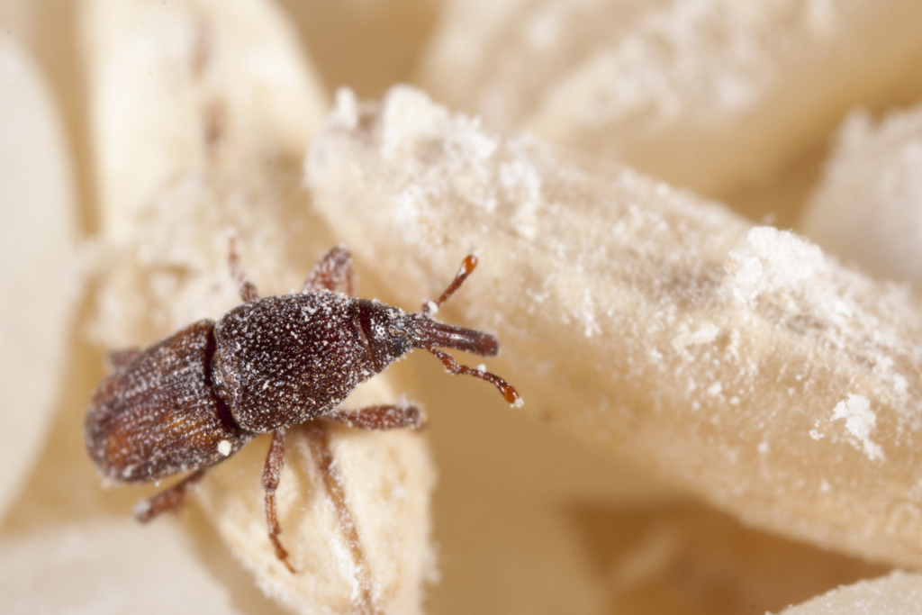 Rice Weevil reference