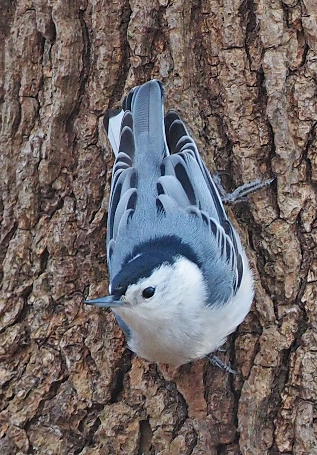 White-breasted Nuthatch reference
