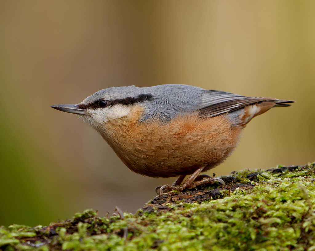 Eurasian Nuthatch reference