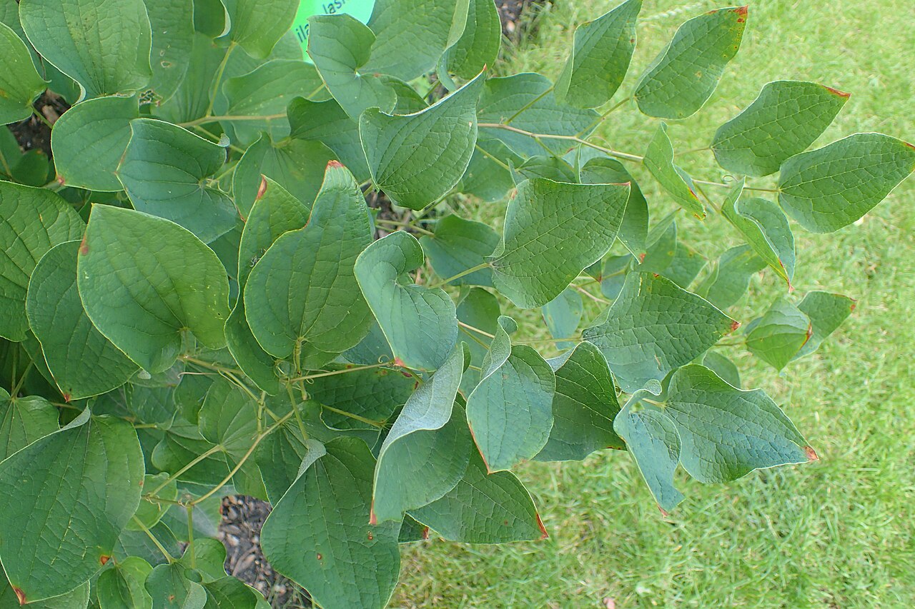 Smilax lasioneura reference