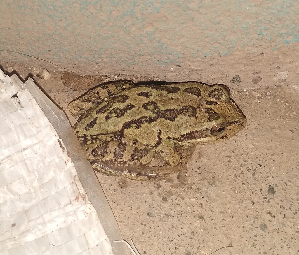 Lowland Burrowing Tree Frog reference