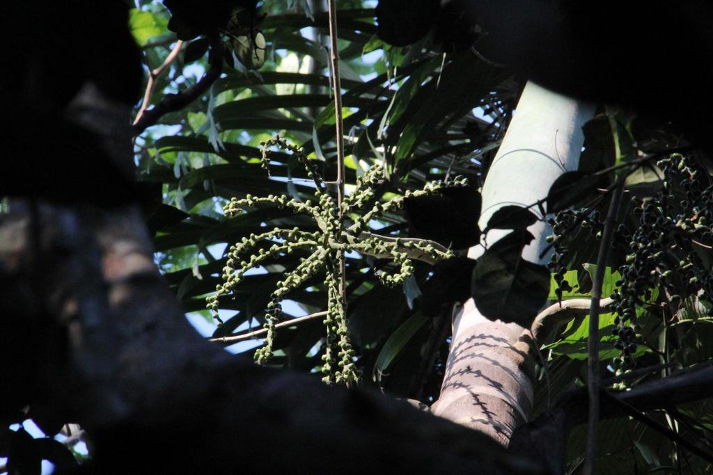Walking Palm reference