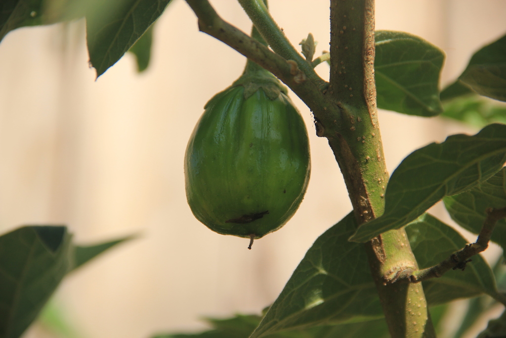 Ethiopian Eggplant reference