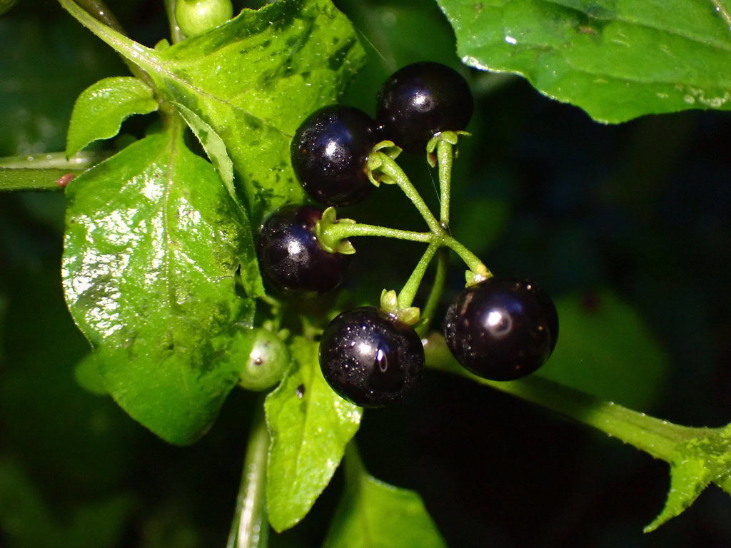 American black nightshade reference