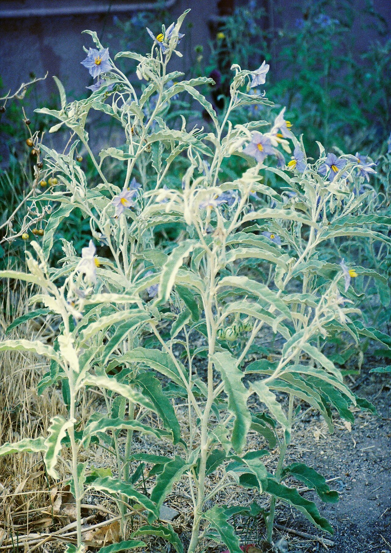 silverleaf nightshade reference