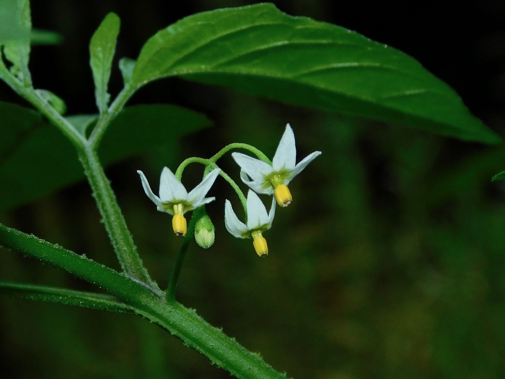 eastern black nightshade reference