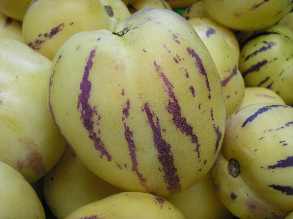 pepino reference