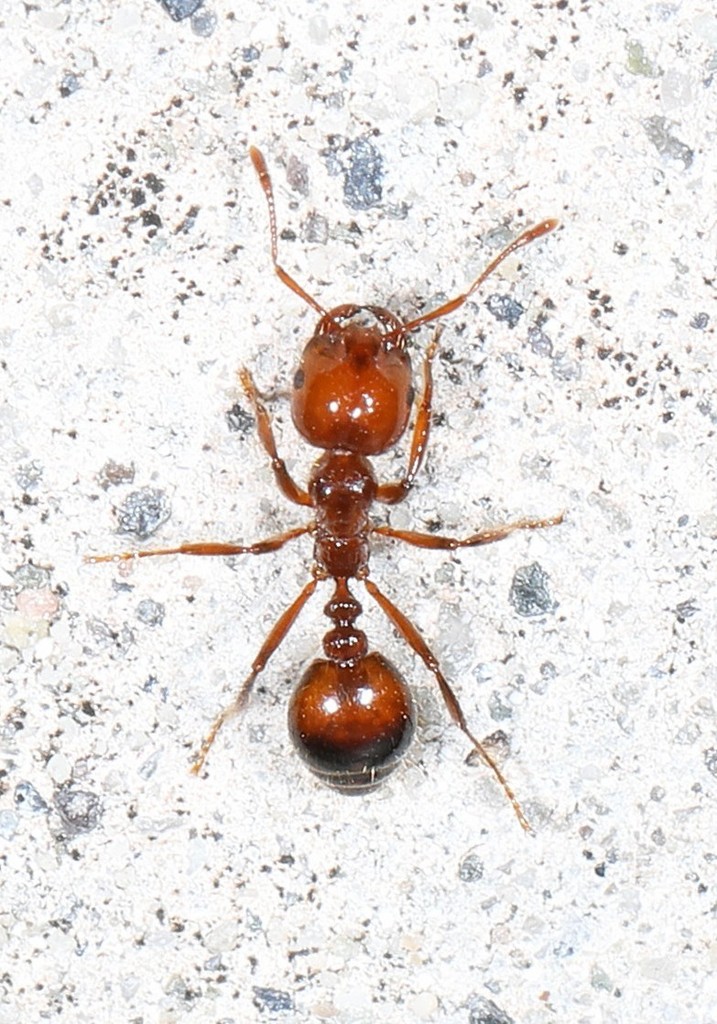 Red Imported Fire Ant reference