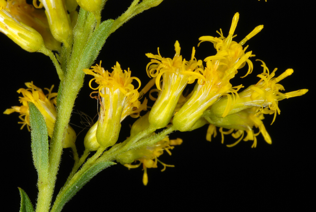 tall goldenrod reference