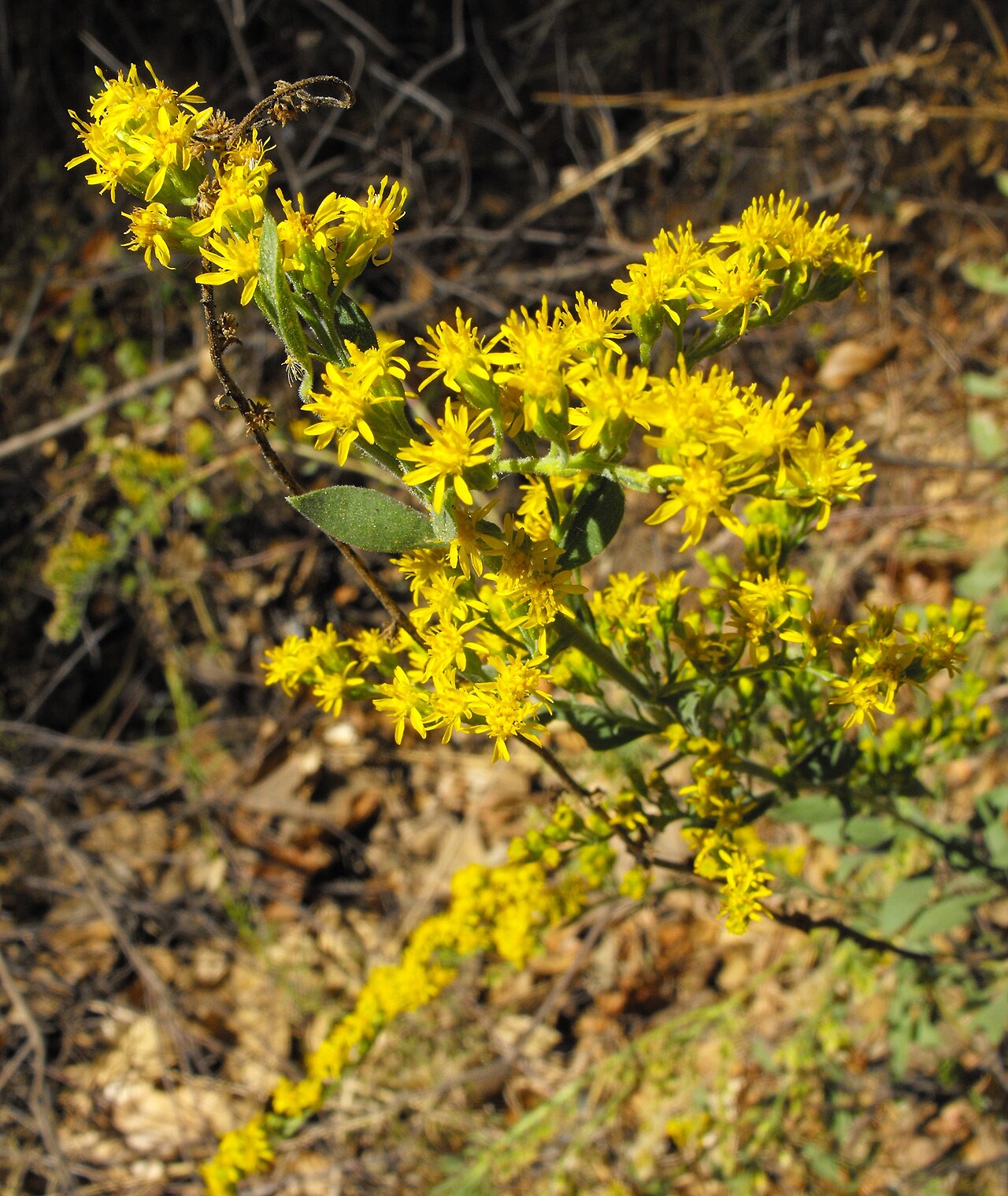 Solidago californica reference