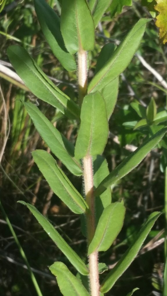 Pine-barren Goldenrod reference
