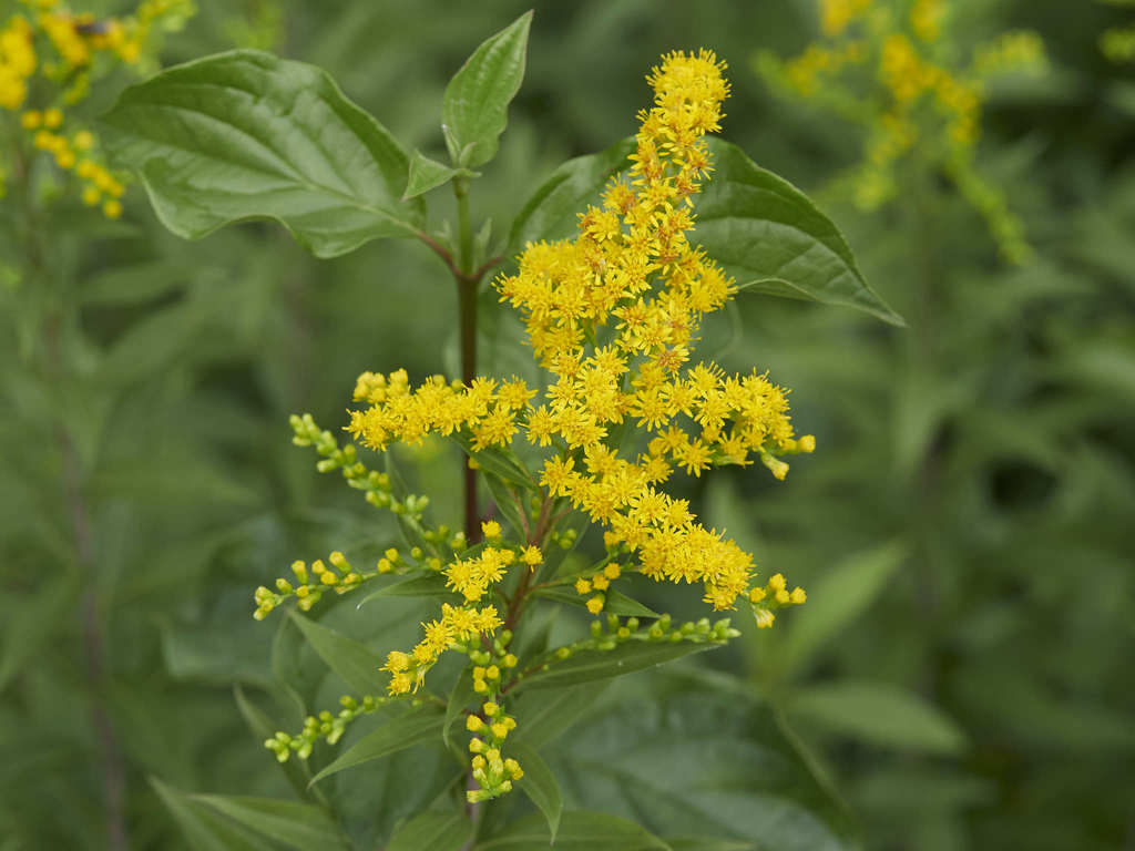 giant goldenrod reference