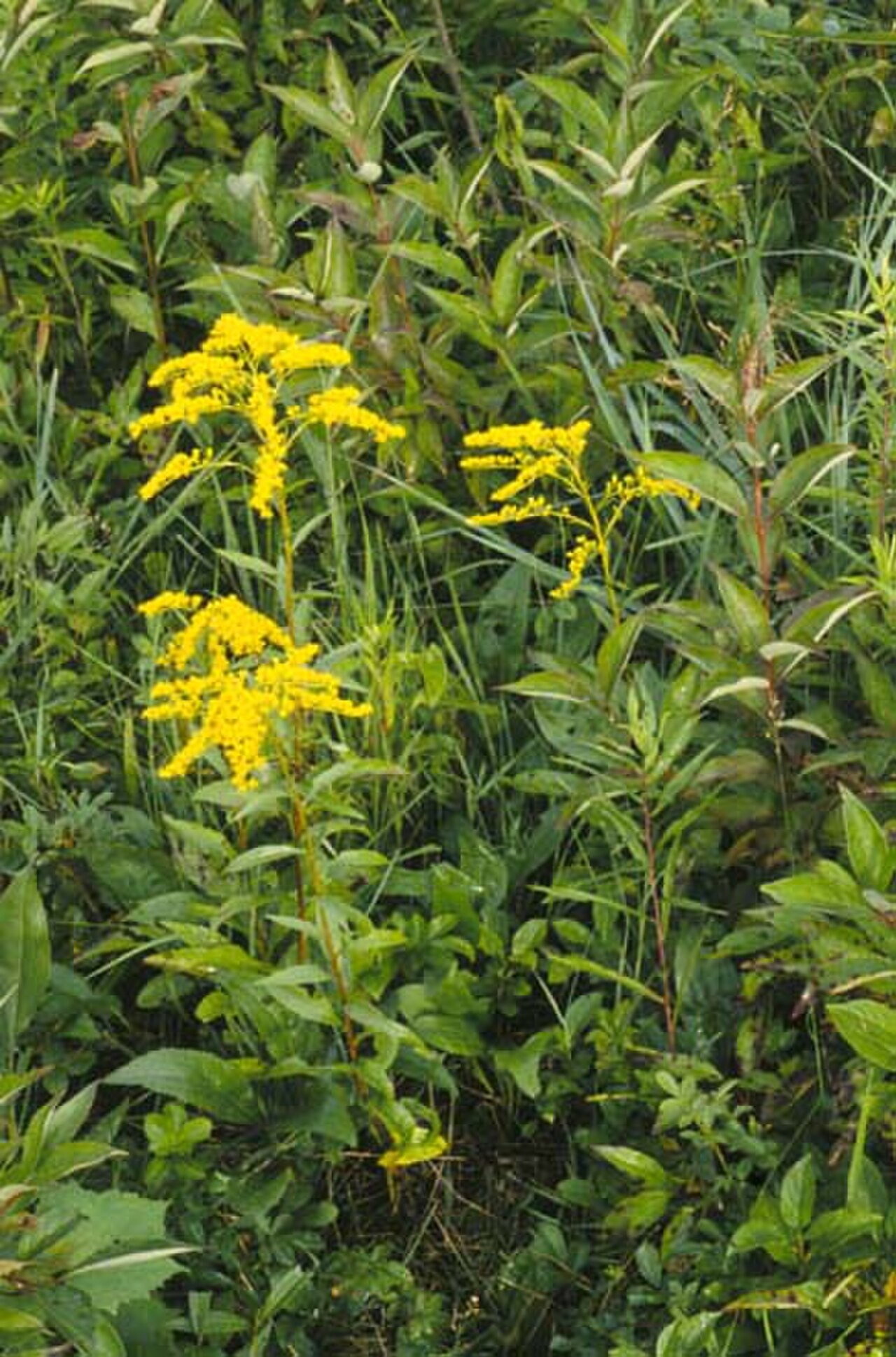 early goldenrod reference