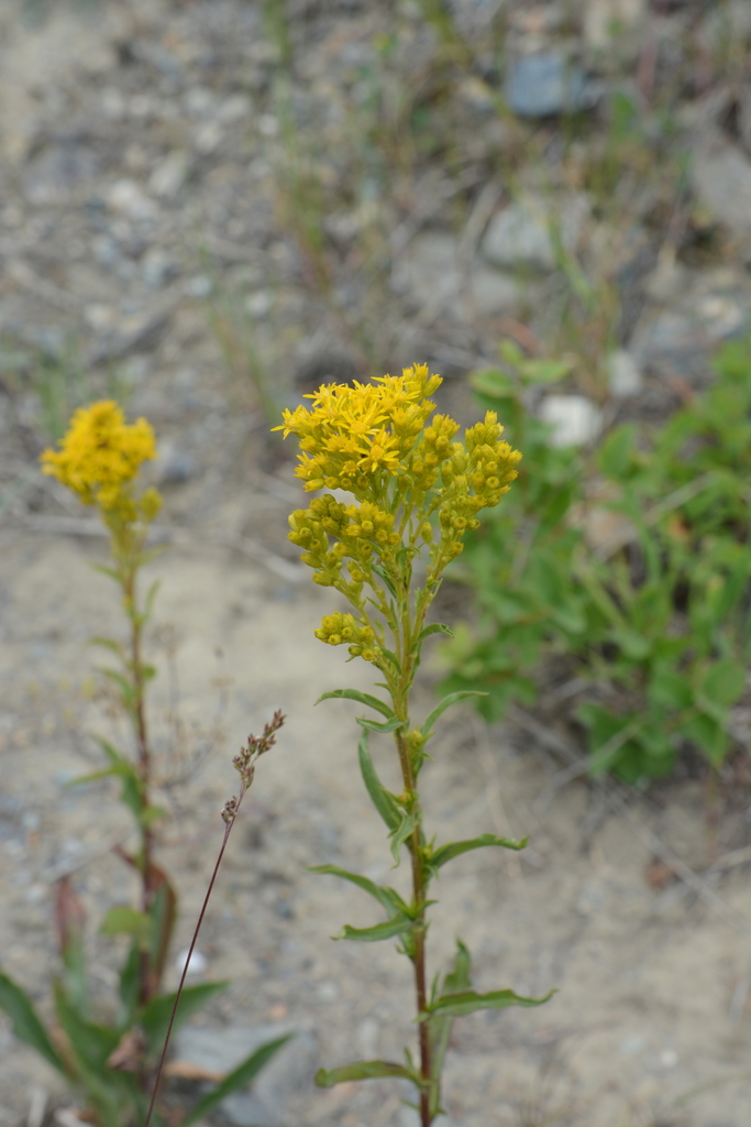 Missouri goldenrod reference